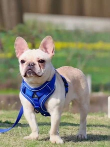 1入組反光透氣寵物背心和胸部背帶和狗繩,適用於狗和貓 - 寶藍色 - 查看 1