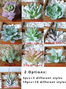 2/5/10 piezas Plantas suculentas artificiales - Plantas falsas de primera calidad - Suculentas con doble flocado - Cactus con textura realista - Plantas suculentas con rostro - Mini suculentas falsas - Decoración con plantas con rostro, Día de San Valentín, Regalo