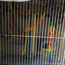 100 Pièces Chaîne En Plastique Pour Jouets D'oiseaux, Crochet De Chaîne Diy "c" De Couleur Arc-en-ciel Pour Jouets De Cage À Balançoire Et D'escalade Pour Sucrier, Souris, Perroquet Et Oiseau