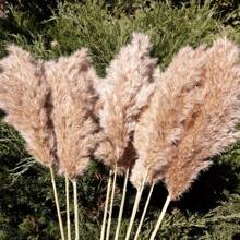 40pcs Dried Pampas Grass, Natural Fluffy Pampas, Bohemian Wedding Party And Home Decoration (17 Inches), Table Decoration,Centerpieces,Artificial Flowers,Plastic Flowers, Valentine Day, Gift Gifts Birthday Graduation