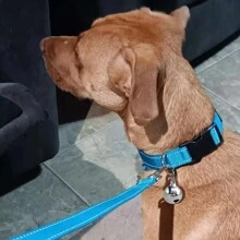 Chó Đi dạo 3 cái/bộ - Chuông Vòng cổ Dây xích Bộ dụng cụ , Phản chiếu An toàn Sự cách ly Vòng cổ , Có thể điều chỉnh , Đối với Nhỏ/Trung bình/Lớn Chó , Xanh - Màu xanh lam - Xem 7