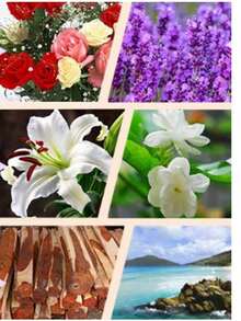 Essential Oils Set 12 X 5ml Natural Fragrant Aromatherapy Oil Gift Set Water Soluble Essential Oil For Diffuser, Humidifier, Relaxation, Peaceful Sleep - Floral - View 4