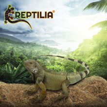 Reptilia Coconut Substrate 100% Powder, 100% Natural For Reptiles, Amphibians, Insects And Arachnids - Coffee Brown - View 5