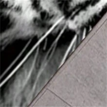 1 件老虎主題防滑地墊適用於遊戲室、臥室、青少年房間、客廳裝飾 - 老虎系列-11 - 查看 7