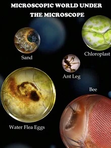 1 盒显微镜载玻片配件，含生物标本塑料载玻片昆虫。蝴蝶，干细胞科学实验 - 紅色 - 查看 5