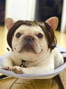 Peluca Para Mascotas Con Flecos Para Gatos Y Perros, Accesorios Para El Cabello De Mascotas - Marrón - Ver 2