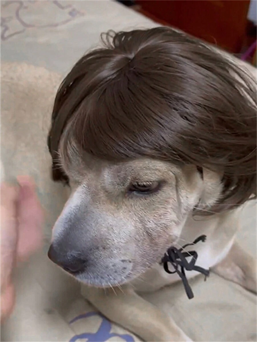 Peluca Para Mascotas Con Flecos Para Gatos Y Perros, Accesorios Para El Cabello De Mascotas - Marrón - Ver 1