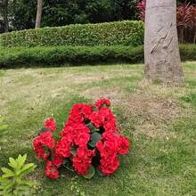 2入組人造天竺葵紅色天竺葵叢13.8in/35cm,可用於戶外或室內花園盆栽裝飾、家居裝飾、房間裝飾、節日裝飾、派對裝飾、節慶用品 - 紅色 - 查看 3