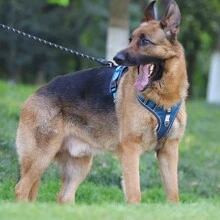 Neuer Geschirr-Rückenriemen-Stil für große Hunde, stoßdämpfend, Anti-Explosion Brustgurt für Hunde