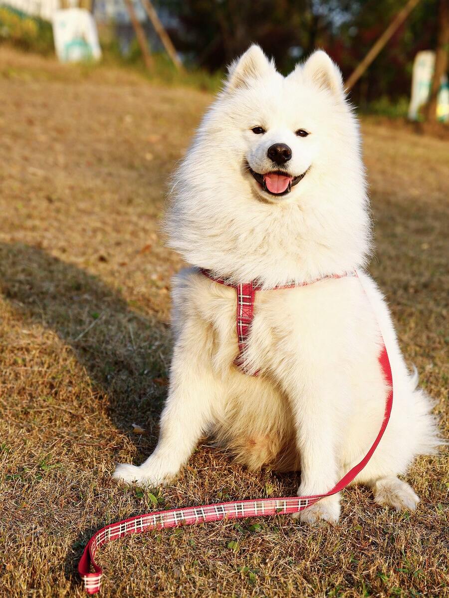 Supet 1set Plaid Reflective Harness And Leash For Small To Medium Dogs/Cats, Walking Out - Red - View 1