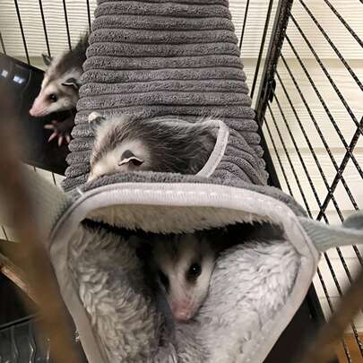 1pc Grey Hamster Tunnel Hammock, Winter Warm Squirrel Hanging Bed, Sleeping Bag Rat Ferret Tunnel Tube Toy, Hamster House For Small Animals Pet