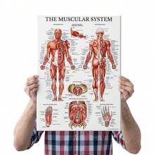 1 件復古風格肌肉系統解剖圖 - 人體肌肉解剖科學海報,護理和醫學生必備,現代裝飾藝術用於教育和展示,可懸掛 - 彩色 - 查看 8