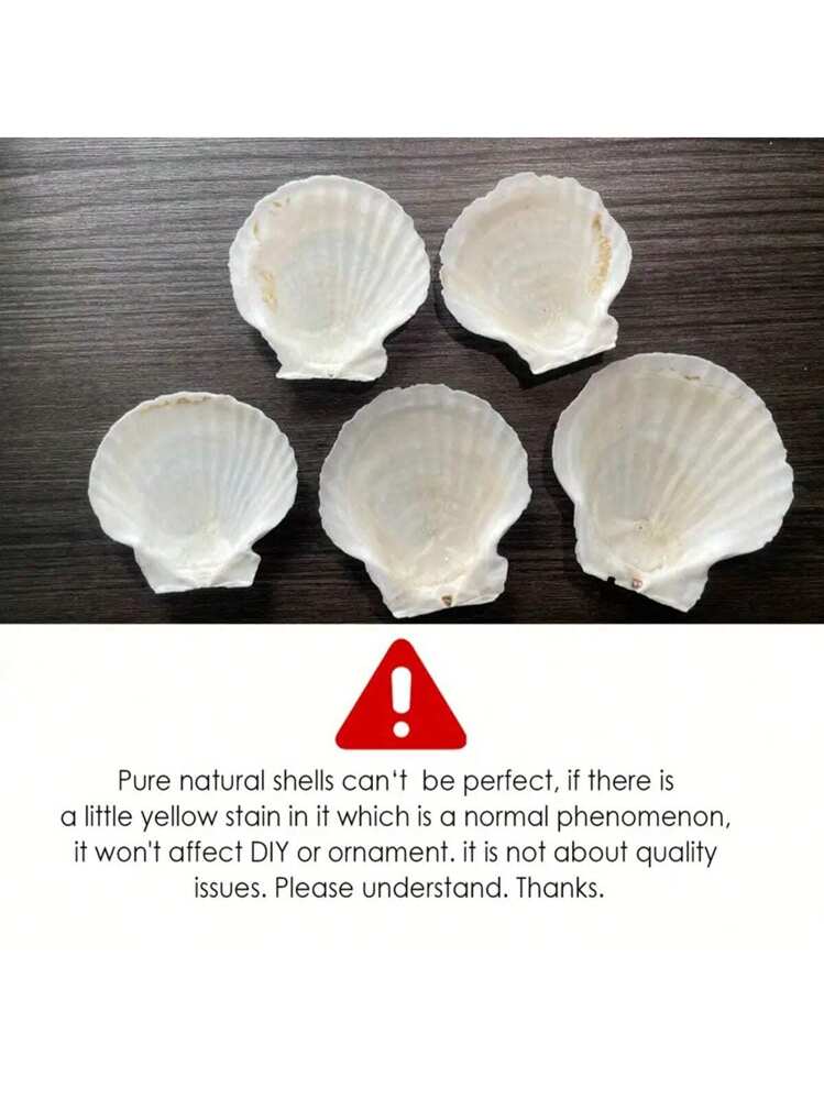 12 Conchiglie Di Capesante Grandi 10-11 Cm | Naturali, Bianche, Per Decorazioni Fai-da-te E Artigianato
