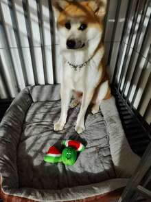 Pet Products Watermelon Shaped Plush Toy With Grinding Teeth Function, Voice Training, Suitable For Dogs - Green - View 11