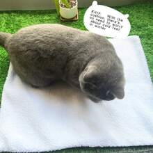 無內芯寵物墊,可自填充 墊子可拆卸、可清洗,具有一體式防潮隔熱墊,讓寵物使用柔軟舒適 適合體重不超過 5.5 公斤的寵物 - 白色 - 查看 1