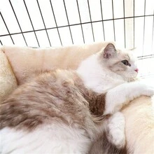 1入組毛絨貓窩,可拆式寵物墊,固定繩,寵物沙發,適合小型和中型狗和貓使用,溫暖舒適的毛絨寵物巢 - 灰色 - 查看 4