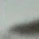 Caqui