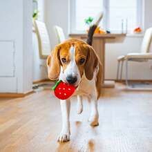 1入組柔軟犬繩聲音玩具，水果和動物造形，適用於貓和狗寵物用品，耐咬球 - 彩色 - 查看 3