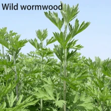 1 件蒿骨枕蒿頸枕天鵝絨布料純蒿填充放鬆頸部,睡眠安寧,親膚面料,柔軟舒適野生蒿,易於拆卸和清潔 - 綠色 - 查看 5