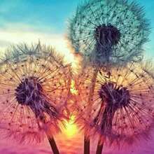 1 件 5d Diy 鑽石畫,11.8x11.8 英寸,牆壁藝術,風景蒲公英,全水鑽畫,刺繡套件,手工家居裝飾 - 彩色 - 查看 5