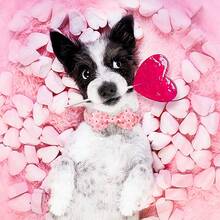 新款情人節淺粉色愛心圖案寵物貓狗室內外玫瑰金扣布藝領結蝴蝶結套裝組合 - 藕粉色 - 查看 6