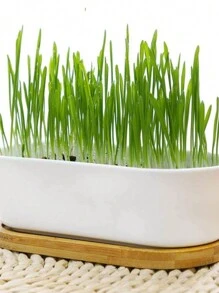 macetas de zacate para gatos sin piso, caja de cultivo de zacate gatera de plástico, práctico estuche para plantas - Multicolor - Ver 2