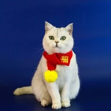 1只新年刺繡寵物圍巾帶流蘇，紅色暖織頸圍以祝福語言為寵物保暖