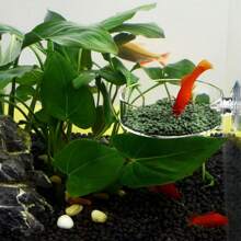 1 件觀賞魚蝦餵食碗附吸盤,圓形玻璃魚缸餵食盤 - 無色 - 查看 1