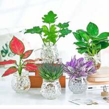 Bolinha Bio Gel Cresce Na Água Cartela 24 Pacote Transparent Colorida Fluorescente a Escolher