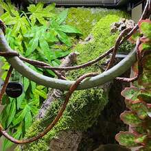 25g/50g 包人造苔蘚、草皮、白苔蘚、人造假苔蘚、微景觀裝飾、草坪盆景、盆栽、鋪路和園藝 - 綠色 - 查看 3