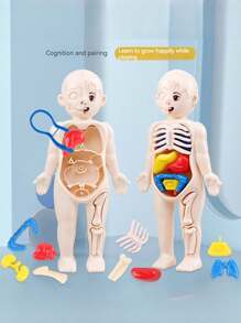 Human Body Structure Model, Medical Simulation Internal Organs Anatomy Model, With Disassembling And Assembling Functions, Educational Toy For Science Learning - Human Body Cognitive Toys - View 5