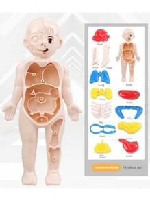Human Body Structure Model, Medical Simulation Internal Organs Anatomy Model, With Disassembling And Assembling Functions, Educational Toy For Science Learning - Human Body Cognitive Toys - View 4