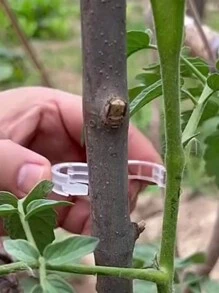 50入/100入組植物藤蔓固定夾套裝,用於固定番茄和黃瓜藤 - 無色 - 查看 4