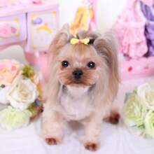 1 Pieza Amarillo Nuevo Estampado Clip Para El Pelo De Mascota Lazo Accesorios Para El Cabello Para Perros Cinta Pinza De Pelo Colorida