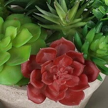1pc Simulated Decorative Succulent Plants, Suitable For Use In Offices, Balconies, And Living Rooms - JZ004-B# - View 4