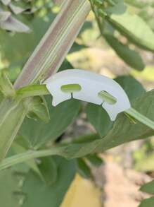 10pcs Plant Bending Clip Fixed Clip Gardening Holder 90 Degree Plant Bender Plant Bender - White - View 3