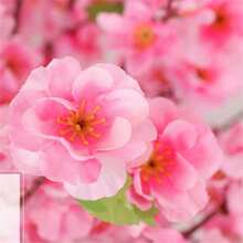 1入組人造桃花櫻花李花花束,絲質花藝裝置,塑料花卉裝飾,適用於婚禮、家居、辦公室、派對、酒店、花園、秋季農屋、客房以及家居裝飾 - 粉色 - 查看 9