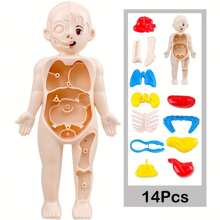 蒙特梭利兒童 3d 拼圖、人體解剖模型教育學習器官組裝玩具、人體器官模型教學工具、聖誕節和萬聖節禮物、感恩節禮物、生日禮物 - 米色 - 查看 2