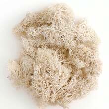 1包20g白色保鮮苔,適用於微景觀、苔牆、櫥窗陳列、室內裝飾,永久性植物 - 白色 - 查看 1