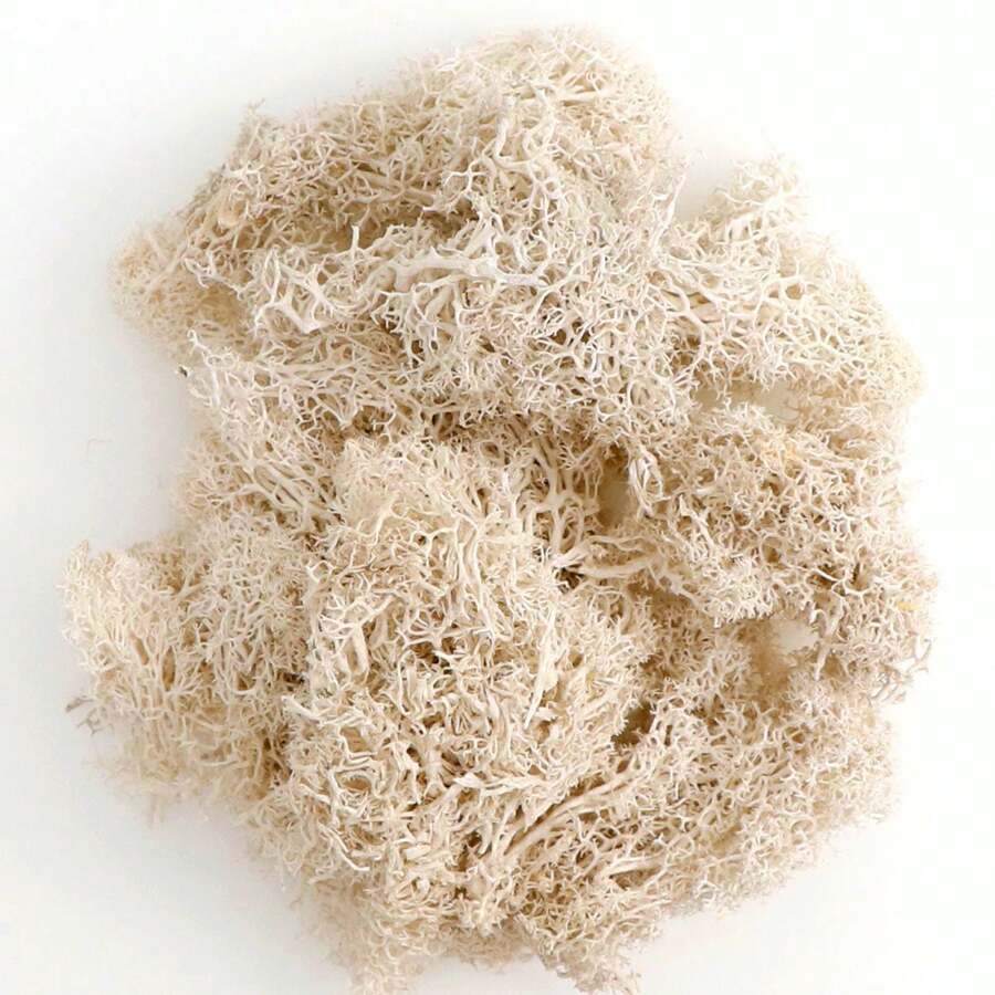 1包20g白色保鮮苔,適用於微景觀、苔牆、櫥窗陳列、室內裝飾,永久性植物 - 白色 - 查看 1