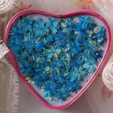 1pack 12pcs Blue Dried Flowers For Diy Photo Frame, Bookmark, Phone Case, Pressed Flowers, Botanical Specimen Education - Blue - View 1
