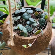 1pc 3.5-5 Inches Brown Coconut Shell Hanging Planter With Rope, Vintage Countryside Style Plant Pot Container For Restaurant Wall Decoration Hanging Basket
