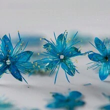 1pack 12pcs Blue Dried Flowers For Diy Photo Frame, Bookmark, Phone Case, Pressed Flowers, Botanical Specimen Education - Blue - View 3
