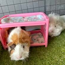 Cute Hamster Bed, Pet Bunk Bed Easy To Install Hideout Corner For Hamster Small Animal Supplies - Light Grey - View 5