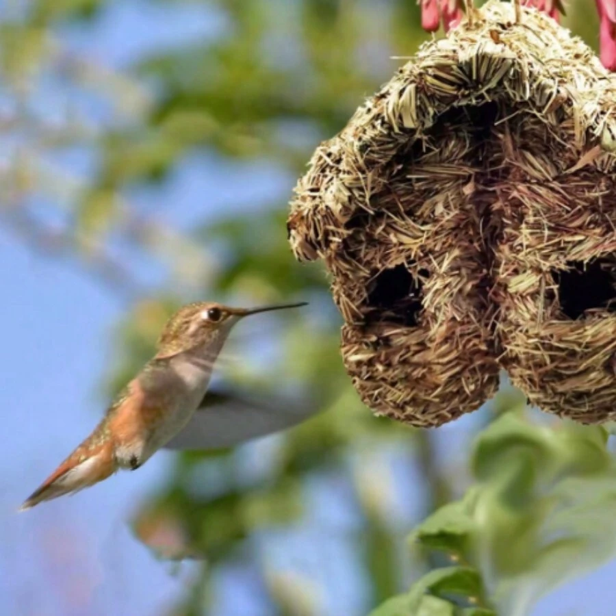 雙開口茅草鳥屋,適用於蜂鳥,戶外花園裝飾 - 咖啡棕 - 查看 1