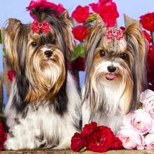 新年情人節寵物可愛頭飾花,適用於貓狗的隨機顏色蝴蝶結頭飾,20入組 - 彩色 - 查看 5