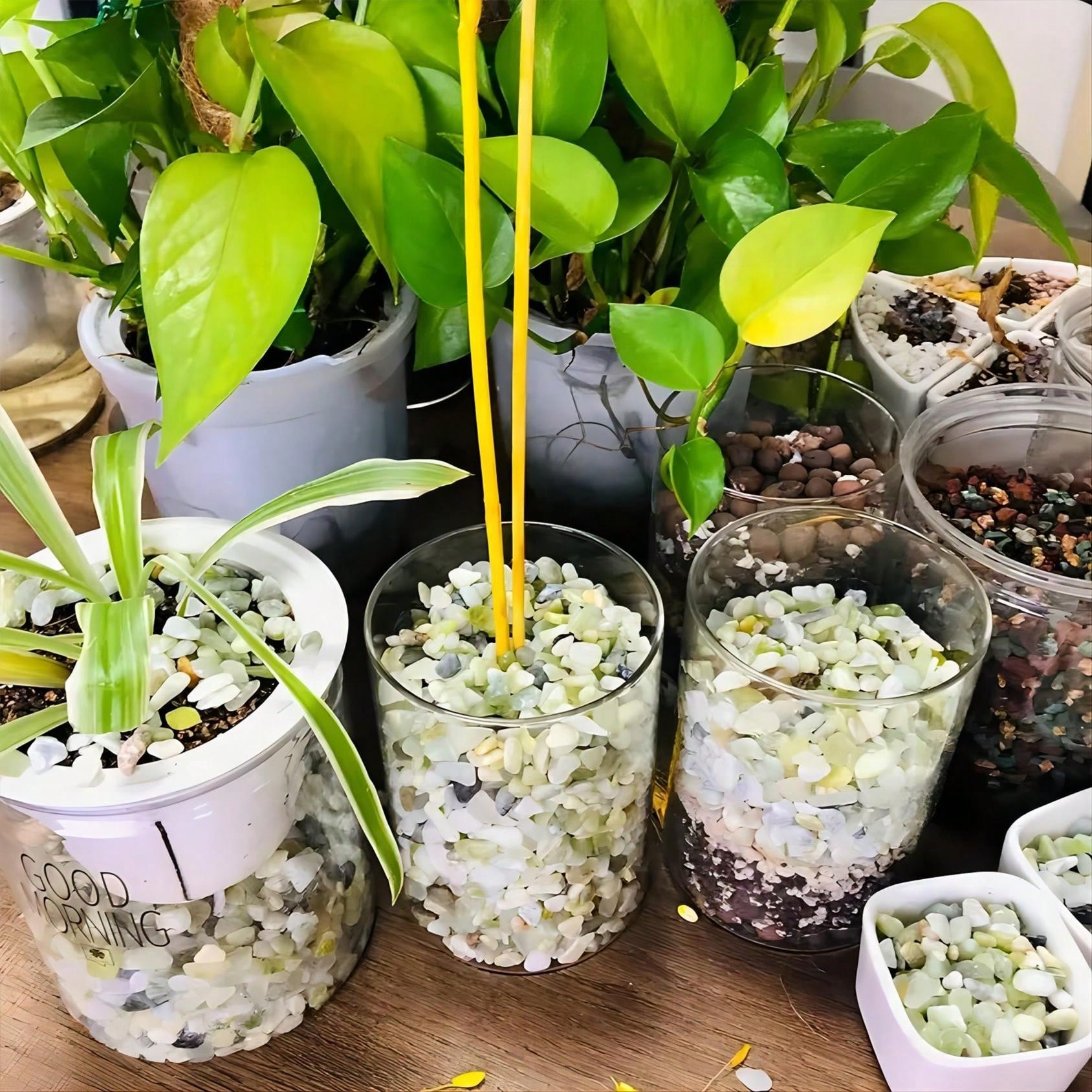 View of Natural Gravel Is Used In Aquarium, Succulent Plant Bonsai Fish Tank ...