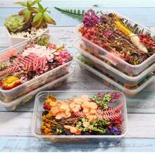 Diy Hot-Melt Glue Filling Material, Floating & Dried & Everlasting Flowers, Miniature Pressed Flower Material Set In Tropical Orange, 1 Box - Multicolor - View 8