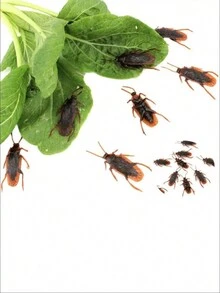 50 件愚人節惡作劇逼真蟑螂笑話玩具,花園裝飾 - 黑色 - 查看 2