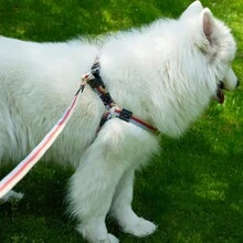 1入寵物攜帶背包,透氣寵物胸背帶,狗狗背心款式,寵物服裝 - 紅色 - 查看 4